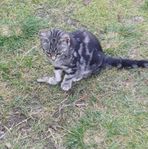 Leveransklara kattungar, musjägre, stallkatt, bondkatt
