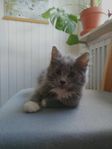 Kattunge säljes