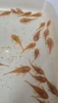 Gula Ancistrus