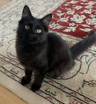 Kattunge till salu  14 veckor