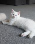 Söt Ragdoll/Pers Kattunge 