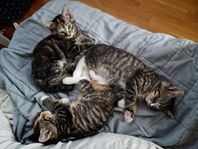 5 fina kattungar leveransklara 9 september