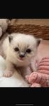 kattungar ragdoll