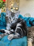 Underbar kattunge, vaccinerad och ID-chippad.