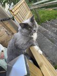 kärleksfull ragdoll/norsk skogskatt