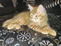 kattungar 
