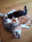 Semilånghåriga kattungar 