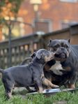 American Bully Micro 