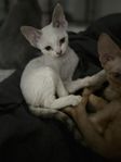 Devon Rex tjej leveransklar