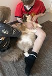Världens bästa ragdollkatt Sally 1år söker nytt hem