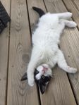 katt