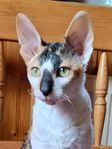 Cornish rex kattunge.