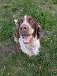 Trix, Engelsk springer spaniel, hane 5 år