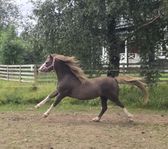 Welsh Mountain hingst 