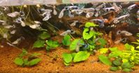 Guppy dumbo mosaik