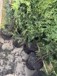 thuja Brabant