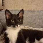 Sista katten i kullen Main coon/sibirisk skogskatt/huskatt