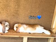Sirius, försiktig och vänlig. Dvärgvädur /kaninunge