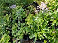 Hosta Funkia stora plantor olika sorter perenn växt