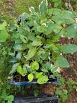 Hosta funkia olika sorter lättskött tålig perenn växt