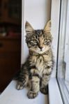 Kurilian Bobtail leveransklara sötisar!