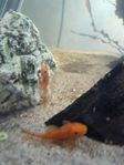 ancitrus