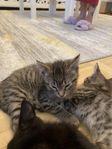 kattungar 