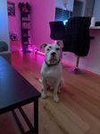 American Bully XL valp