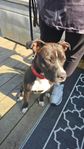 Amstaff tik