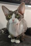 Nehemia (Devon Rex) söker lekkompis