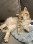 kattunge 