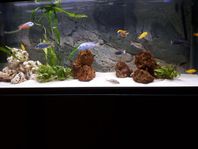 Akvarium, Akvastabil Fusion, 576 lit