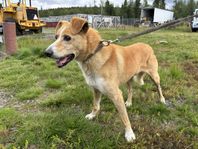 Tools - Skygg hund som söker tålmodigt hem