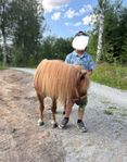 *RESERVERAD*Snäll och arbetsvillig miniponny