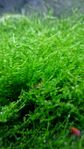 Java Moss 5 dl