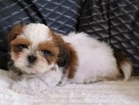 Shihtzu valpar trefärgade säljes