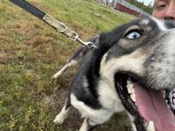 Kaida – den vitögda kramängeln