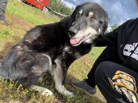 Max – din nya överdimensionerade sällskapshund