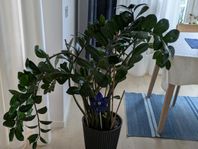 Garderobsblomma
