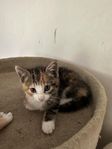 Kattungar 