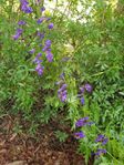 Stormhatt Aconitum napellus hela planta byter eller säljer