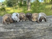 Kaninungar dvärgvädur