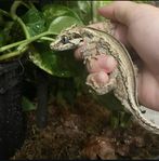 Gargoyle gecko hona