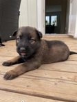Valpar mix Malinois & Holländare