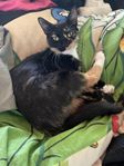 Omplacering Katt