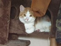 katt 