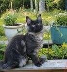 Maine Coon kattungar leveransklara