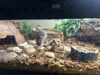 Leopardgeckos