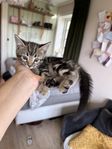 Kattungar, mamman är 100% bengal med stamtavla