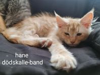 Maine Coon Main Coon Mainecoon Mainecoone hane kitten
